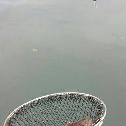 海の釣堀 海恵 釣果