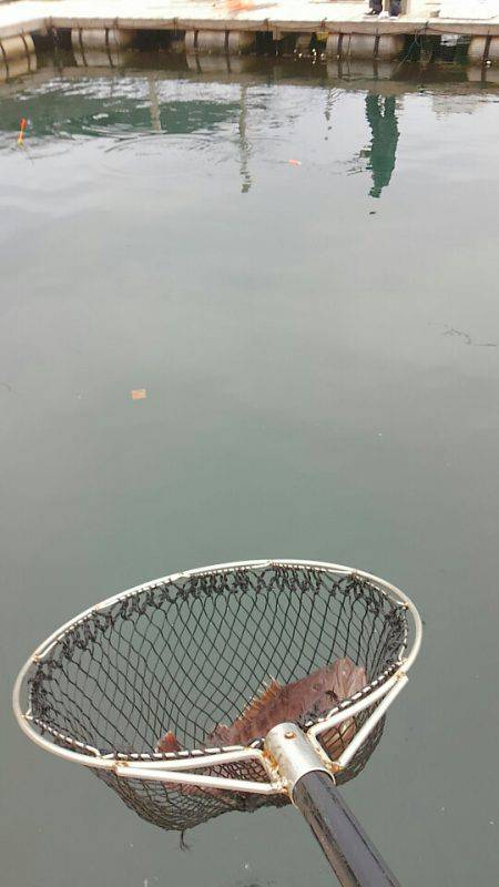 海の釣堀 海恵 釣果