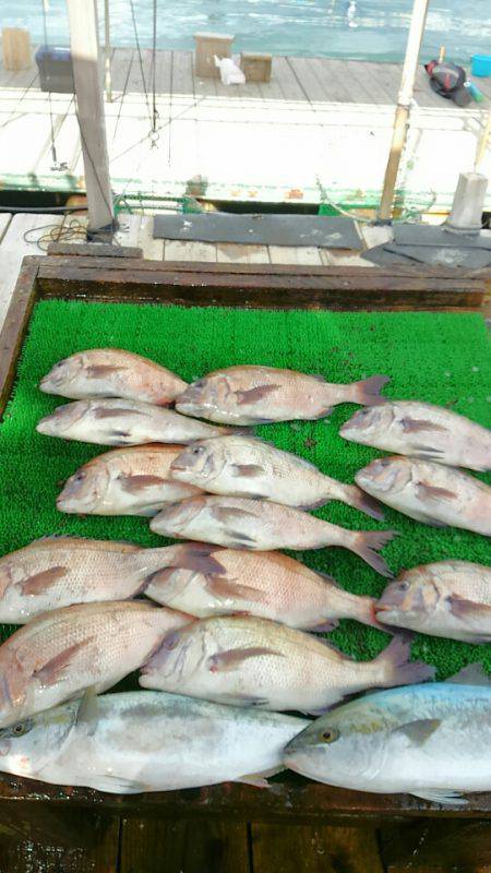 海の釣堀 海恵 釣果