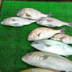海の釣堀 海恵 釣果