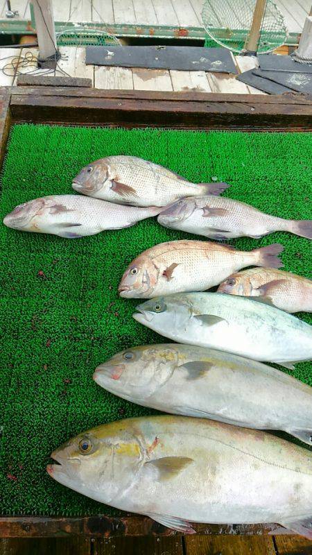 海の釣堀 海恵 釣果