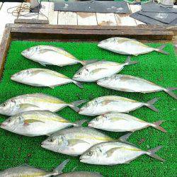海の釣堀 海恵 釣果