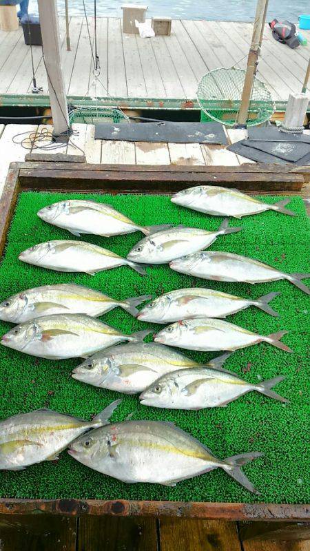 海の釣堀 海恵 釣果