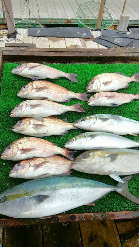 海の釣堀 海恵 釣果