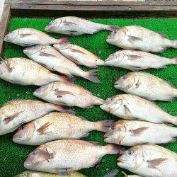 海の釣堀 海恵 釣果