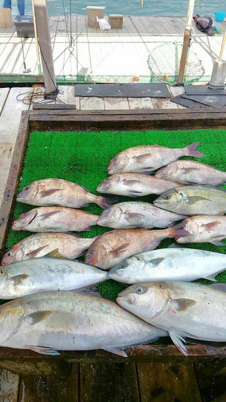 海の釣堀 海恵 釣果
