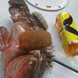 タイラバ遊漁船 ワンピース 釣果