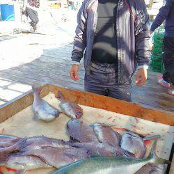 海の釣堀 海恵 釣果