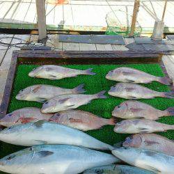 海の釣堀 海恵 釣果
