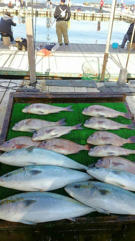海の釣堀 海恵 釣果