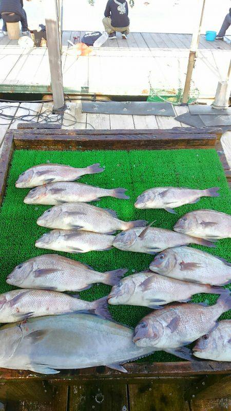 海の釣堀 海恵 釣果