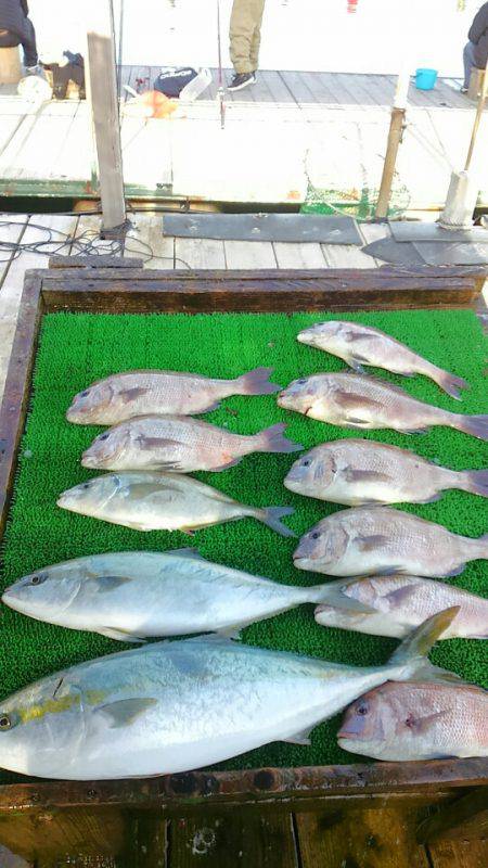 海の釣堀 海恵 釣果