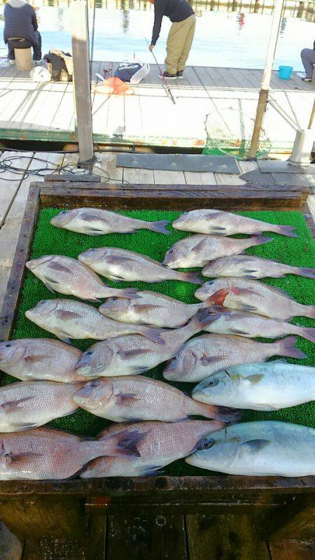 海の釣堀 海恵 釣果