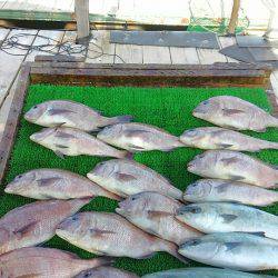海の釣堀 海恵 釣果