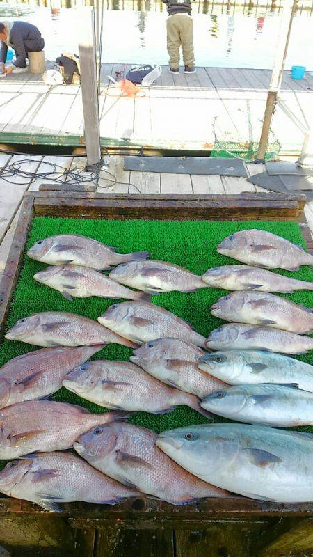 海の釣堀 海恵 釣果