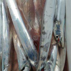 金沢八景鴨下丸 釣果