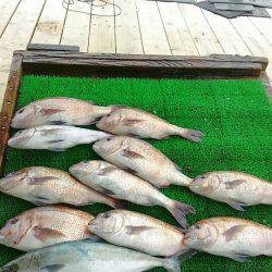 海の釣堀 海恵 釣果