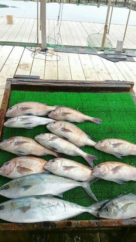 海の釣堀 海恵 釣果