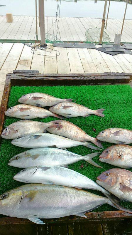 海の釣堀 海恵 釣果