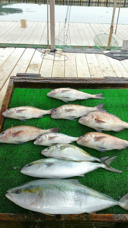 海の釣堀 海恵 釣果