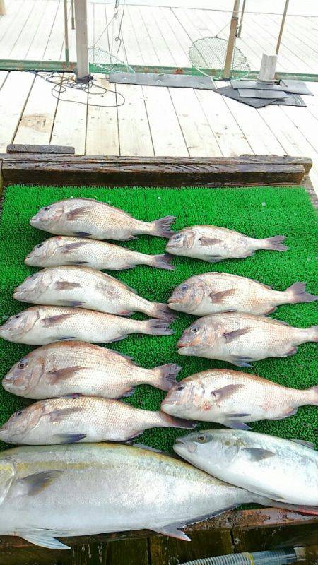 海の釣堀 海恵 釣果