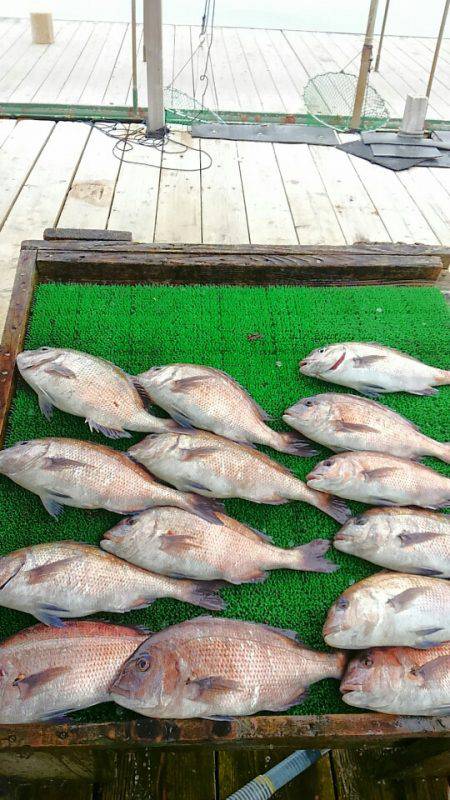 海の釣堀 海恵 釣果