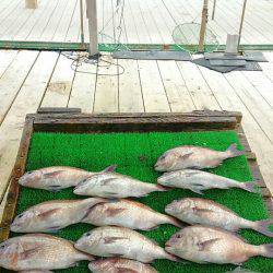 海の釣堀 海恵 釣果