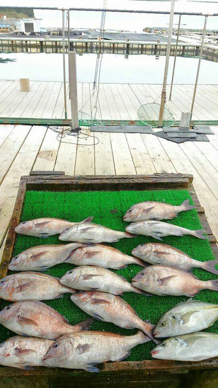 海の釣堀 海恵 釣果