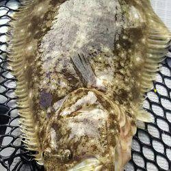 タイラバ遊漁船 ワンピース 釣果