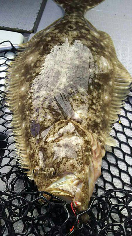 タイラバ遊漁船 ワンピース 釣果