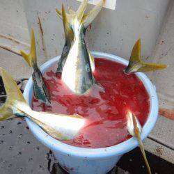 LUSTER『ラスター』 釣果