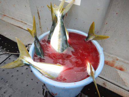 LUSTER『ラスター』 釣果