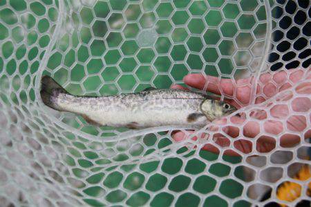 としまえんフィッシングエリア 釣果