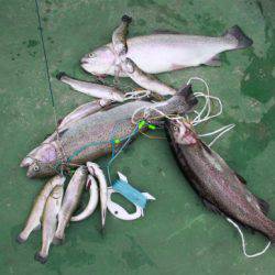 としまえんフィッシングエリア 釣果