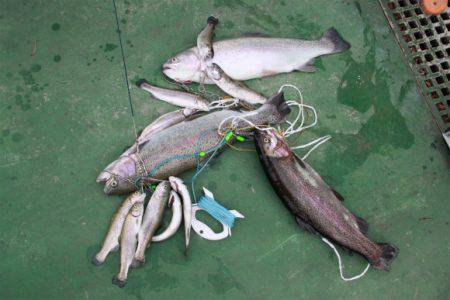 としまえんフィッシングエリア 釣果