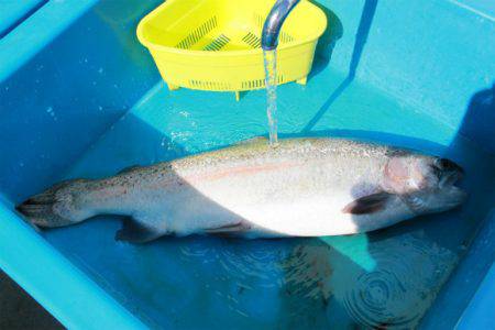 としまえんフィッシングエリア 釣果