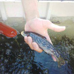 としまえんフィッシングエリア 釣果