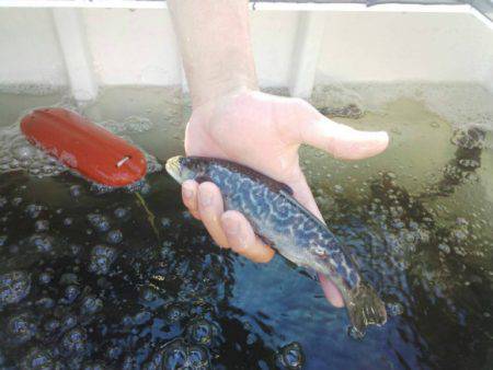 としまえんフィッシングエリア 釣果