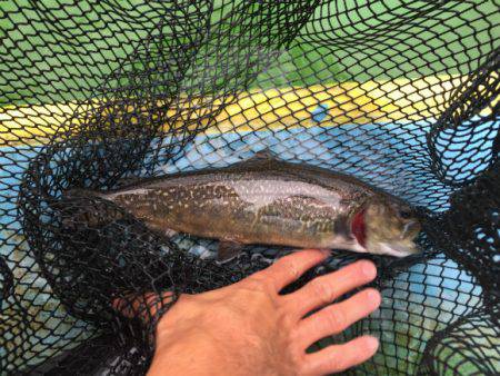 としまえんフィッシングエリア 釣果