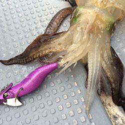 South Current 釣果