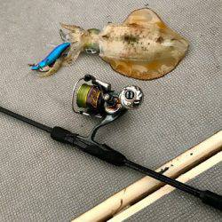 South Current 釣果