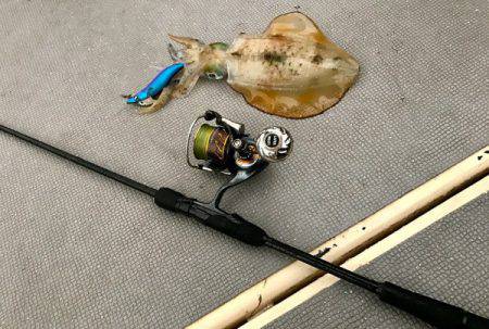 South Current 釣果