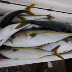 LUSTER『ラスター』 釣果