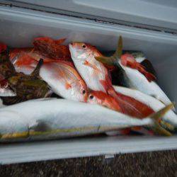 LUSTER『ラスター』 釣果