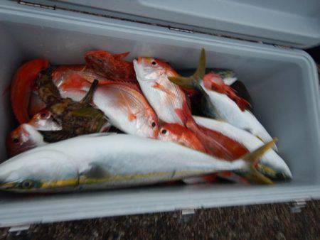 LUSTER『ラスター』 釣果