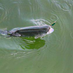 としまえんフィッシングエリア 釣果