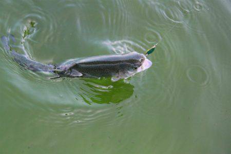 としまえんフィッシングエリア 釣果