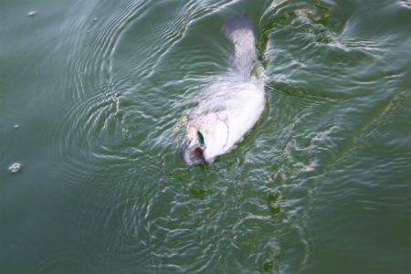 としまえんフィッシングエリア 釣果
