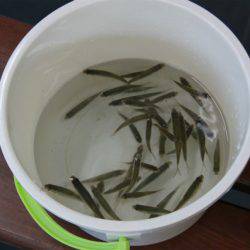 としまえんフィッシングエリア 釣果