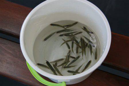 としまえんフィッシングエリア 釣果